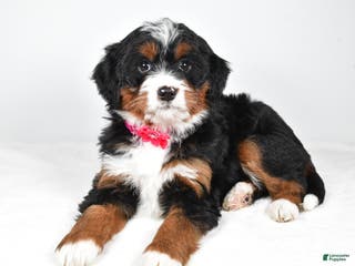 Mini Bernedoodle dogs Annabell - Ad 39