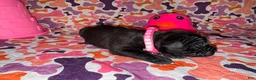 Cane Corso dogs for sale: Pink Collar Female - Ad 9
