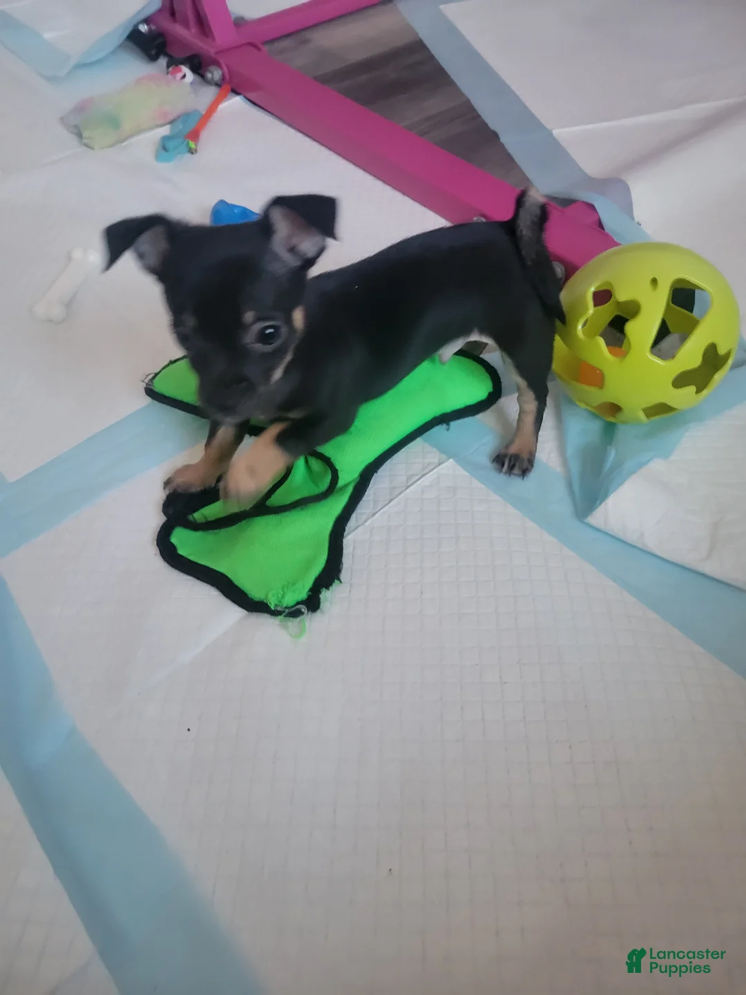 Chihuahua dogs for sale: Prince - Ad 2