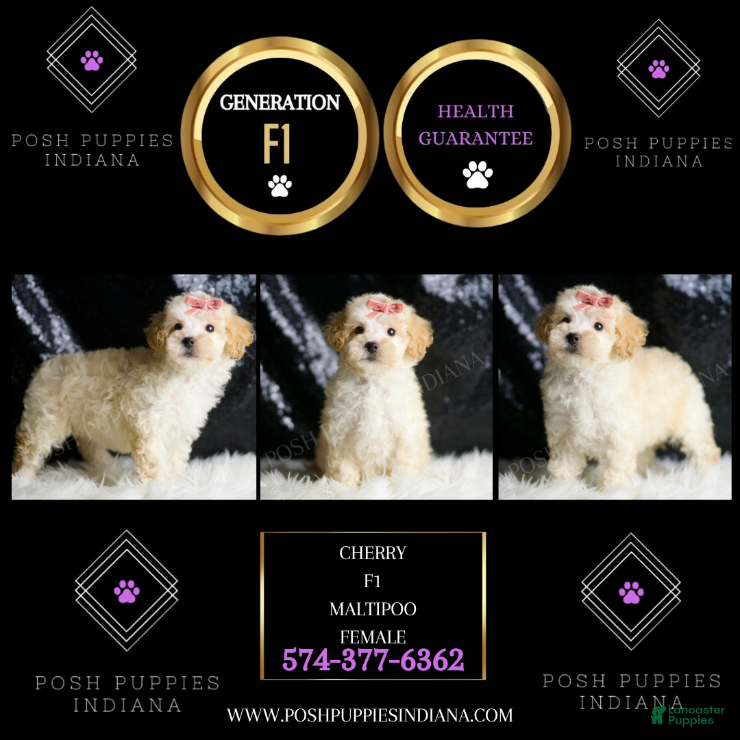 Maltipoo dogs for sale: Cherry - Ad 5