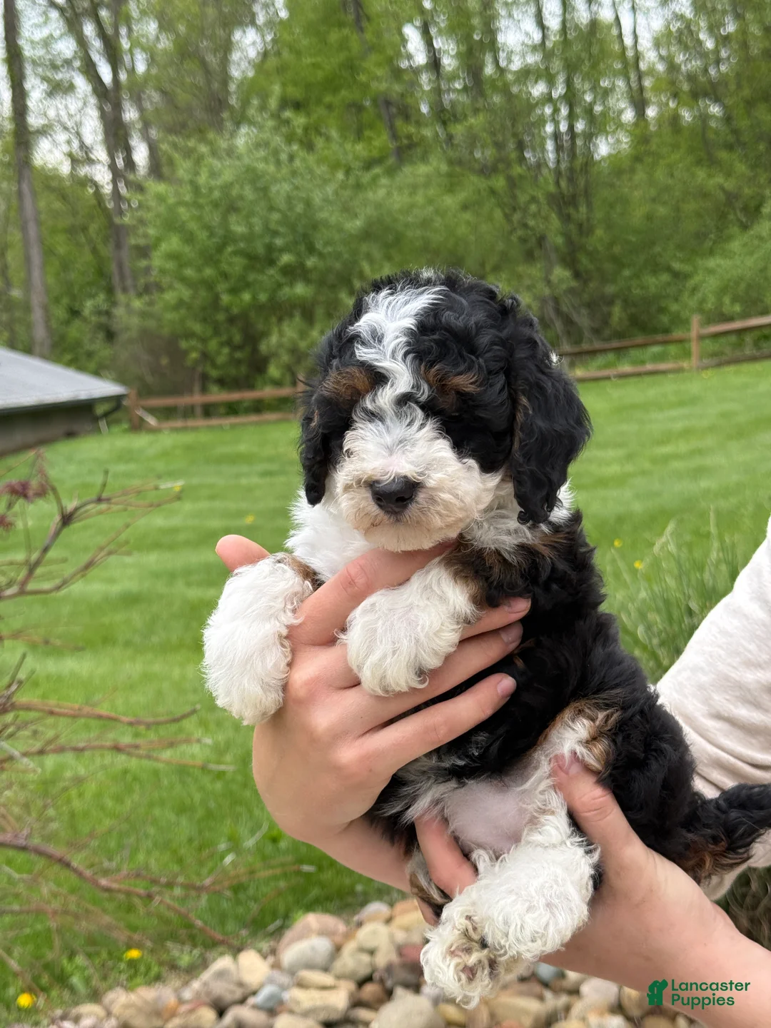 Miniature Poodle dogs for sale: Lihah - Ad 2