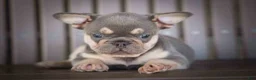 French Bulldog dogs for sale: 🐾 Meet Kingston — A Happy Little Frenchie with Plenty of Love to Give! 🐾 - Ad 15