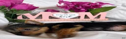 Yorkshire Terrier dogs for sale: Yorkshire Terrier Puppy 4 - Ad 5