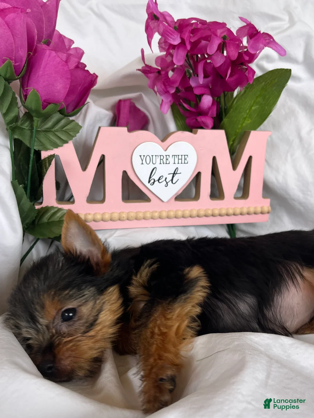 Yorkshire Terrier dogs for sale: Yorkshire Terrier Puppy 4 - Ad 5