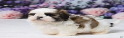 Shih Tzu dogs for sale: Rally - Ad 5