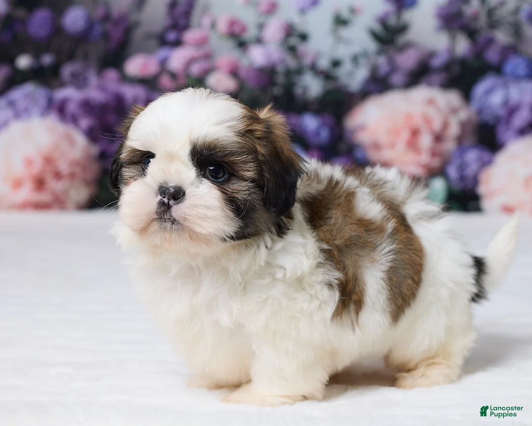 Shih Tzu dogs for sale: Rally - Ad 5