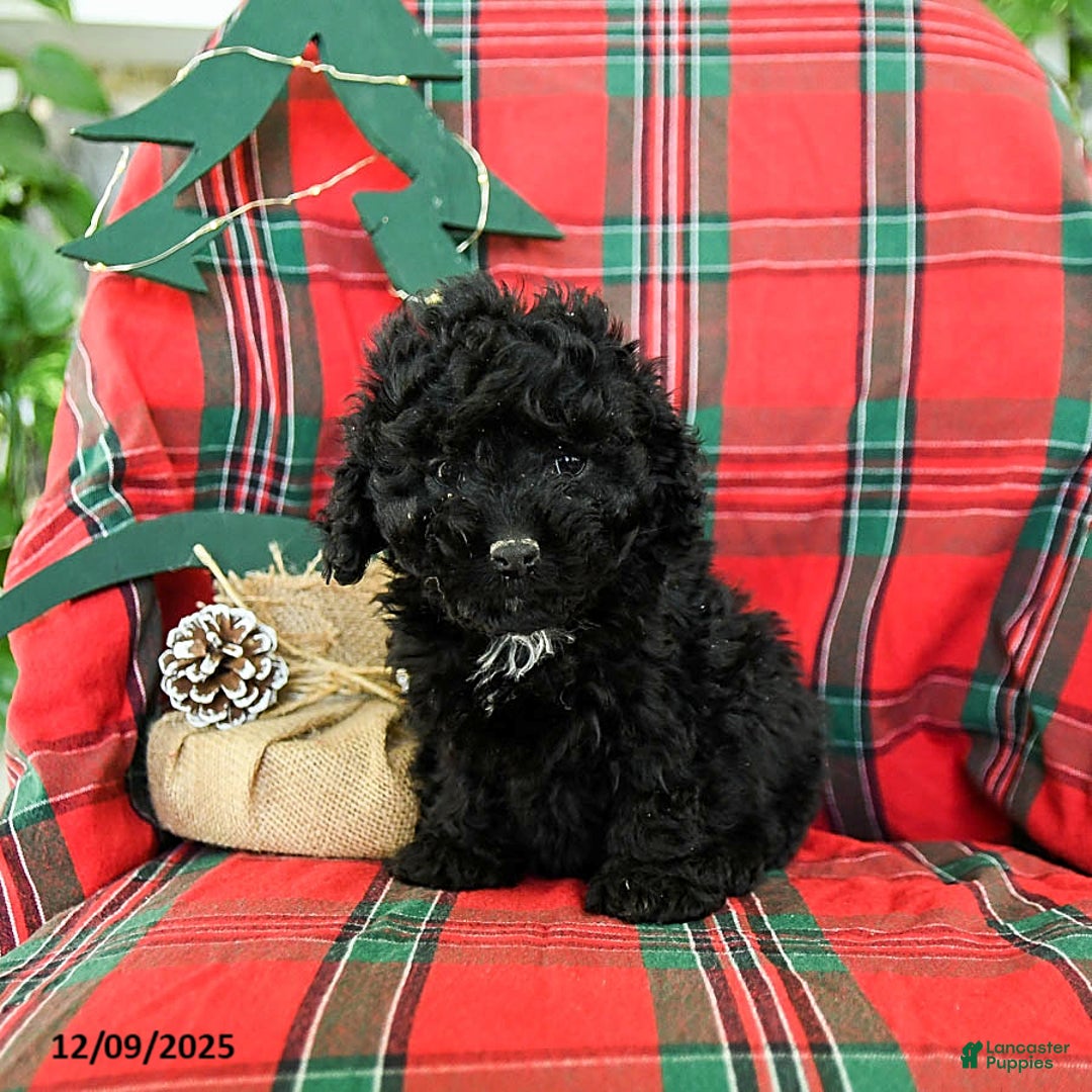 Cockapoo dogs for sale: Star - Ad 3