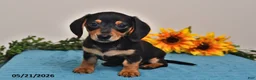 Miniature Dachshund dogs for sale: Benji - Ad 1