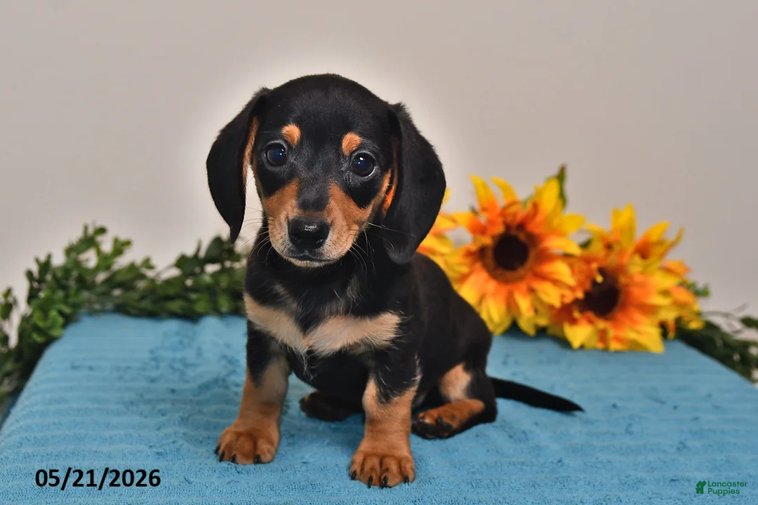 Miniature Dachshund dogs for sale: Benji - Ad 1