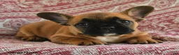 French Bulldog dogs for sale: Maggie - Ad 3