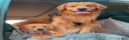 Golden Retriever dogs for sale: Golden Retriever Puppy 1 - Ad 2