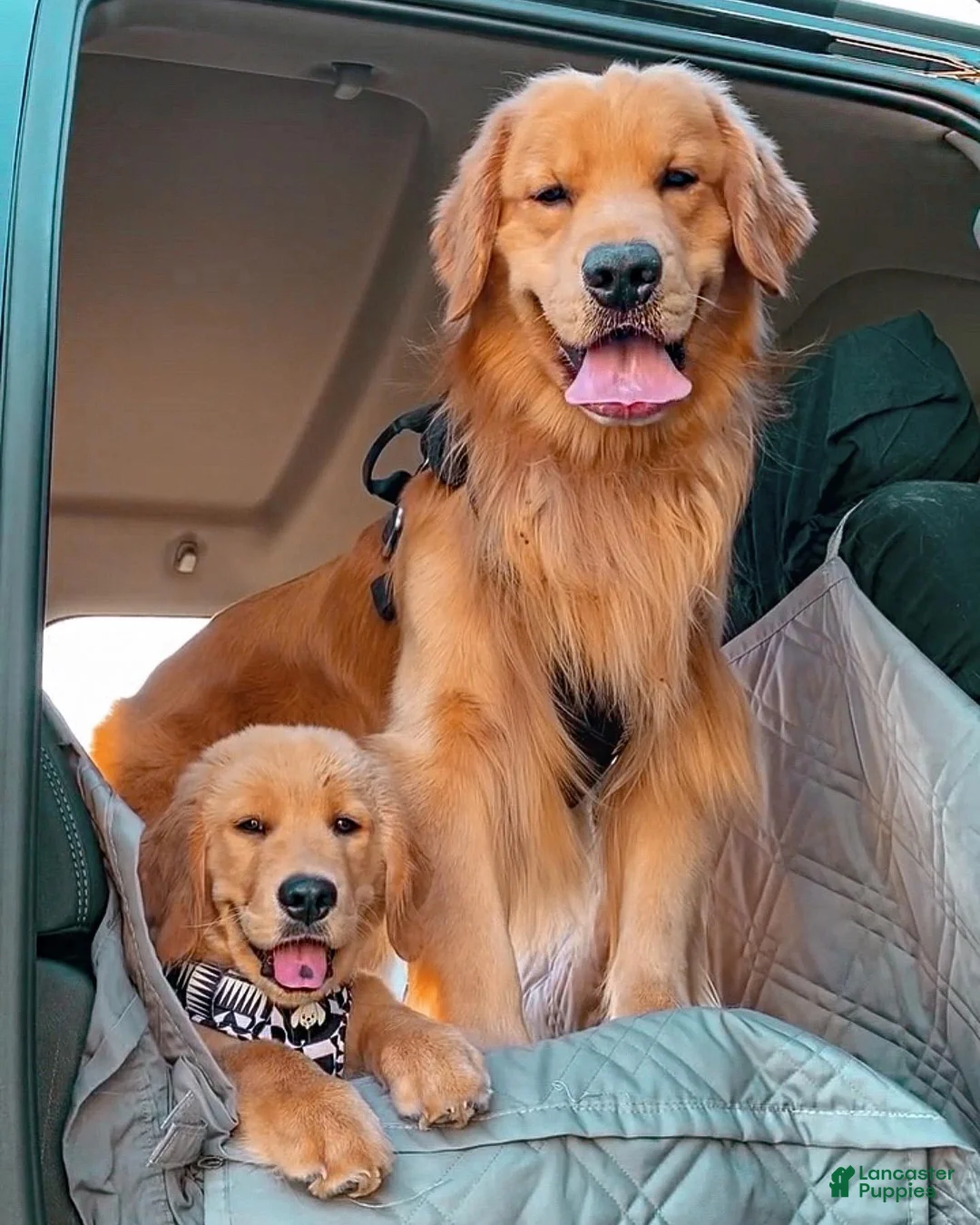 Golden Retriever dogs for sale: Golden Retriever Puppy 1 - Ad 2