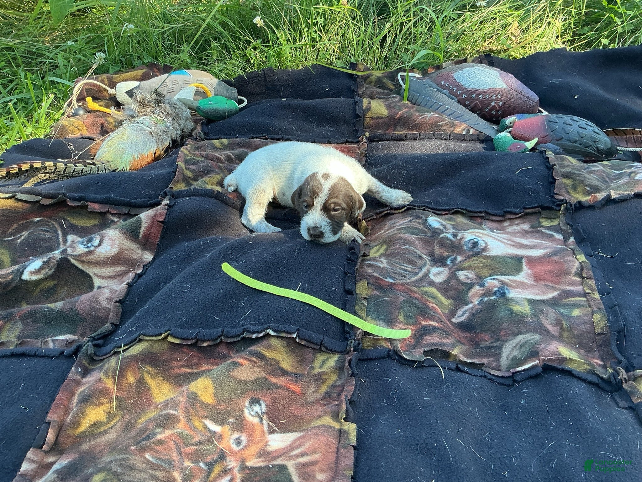 Wirehaired Pointing Griffon dogs Wirehaired Pointing Griffon Male 7 - Ad 34