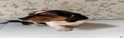 Mixed Breed dogs for sale: Marlin - Ad 4