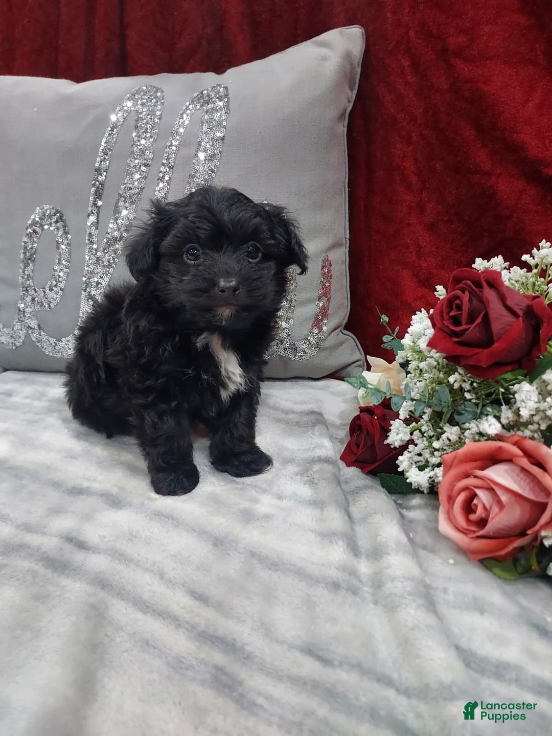 Mixed Breed dogs for sale: Ruby - Ad 7