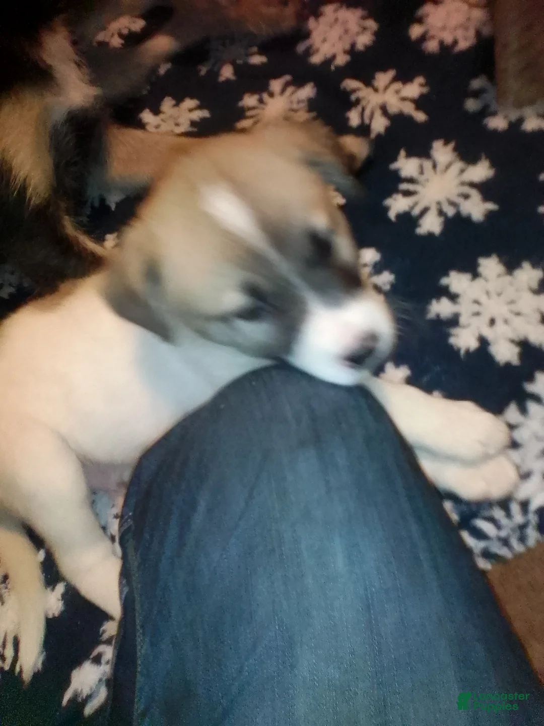 Mixed Breed dogs for sale: BABY JOJO  - Ad 7