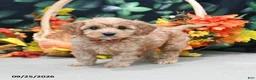 Cavapoo dogs for sale: Patty - Ad 3