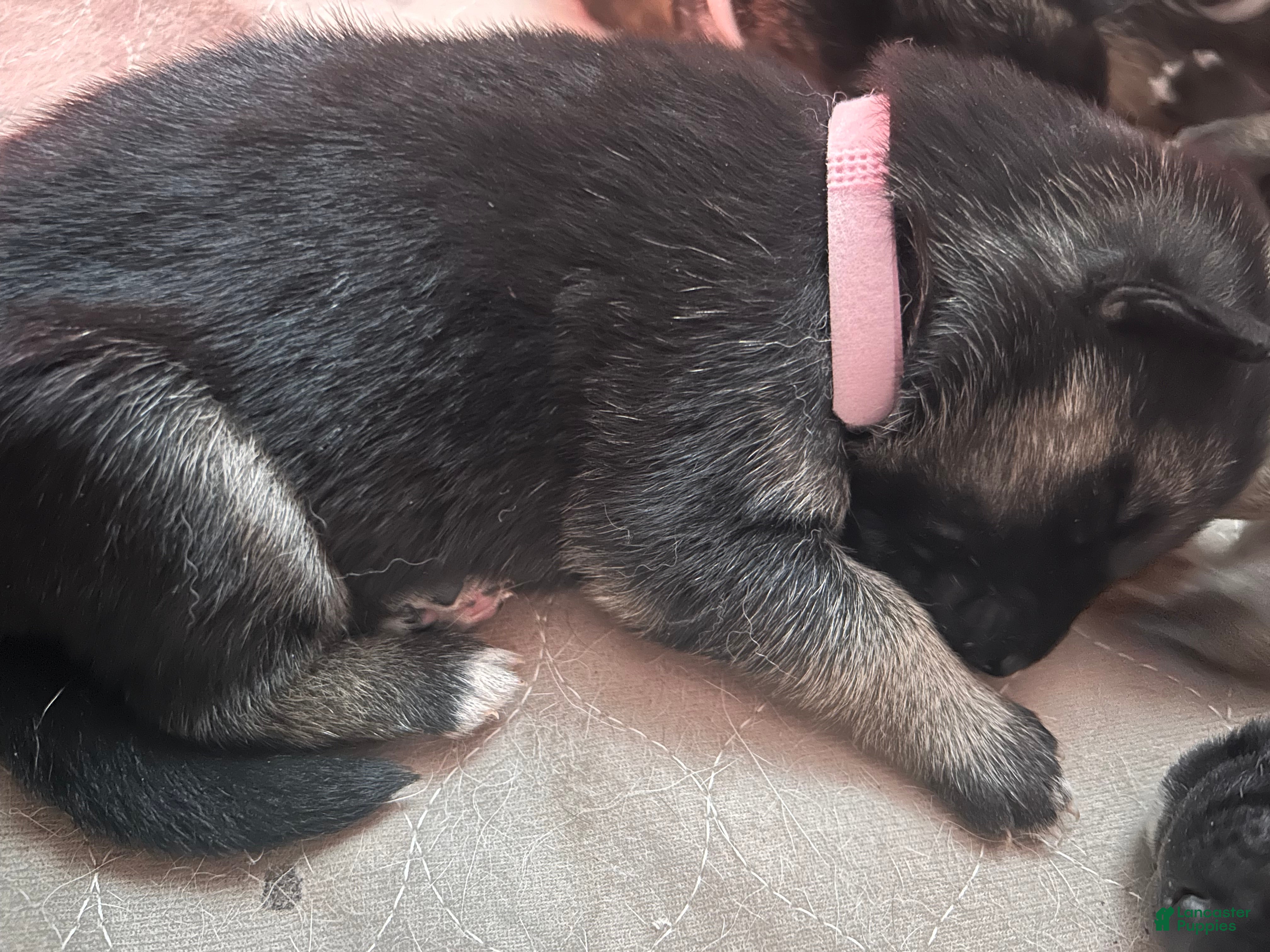 Gerberian Shepsky dogs Gerberian Shepsky Puppy 4 - Ad 21