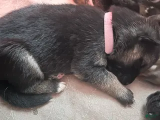 Gerberian Shepsky dogs Gerberian Shepsky Puppy 4 - Ad 21