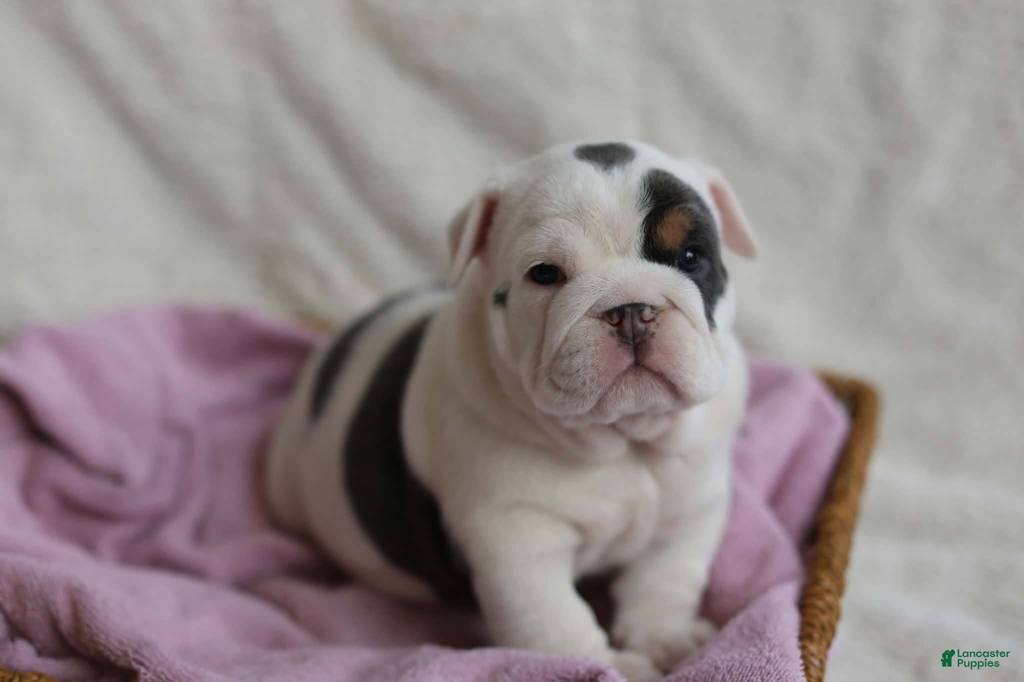 English Bulldog dogs for sale: Molly - Ad 1