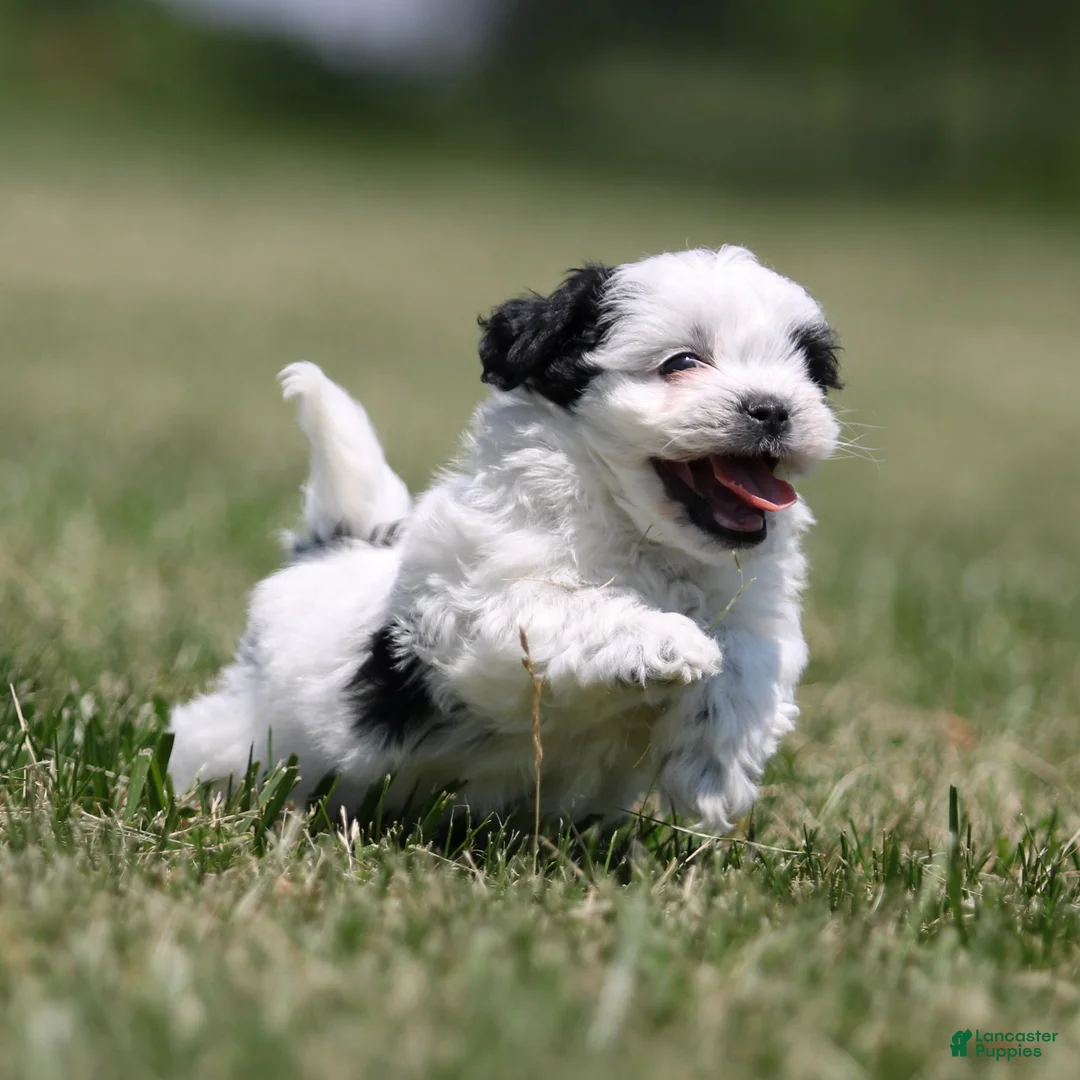 Teddy Bear dogs for sale: Oreo Teddy Bear Puppy  - Ad 4