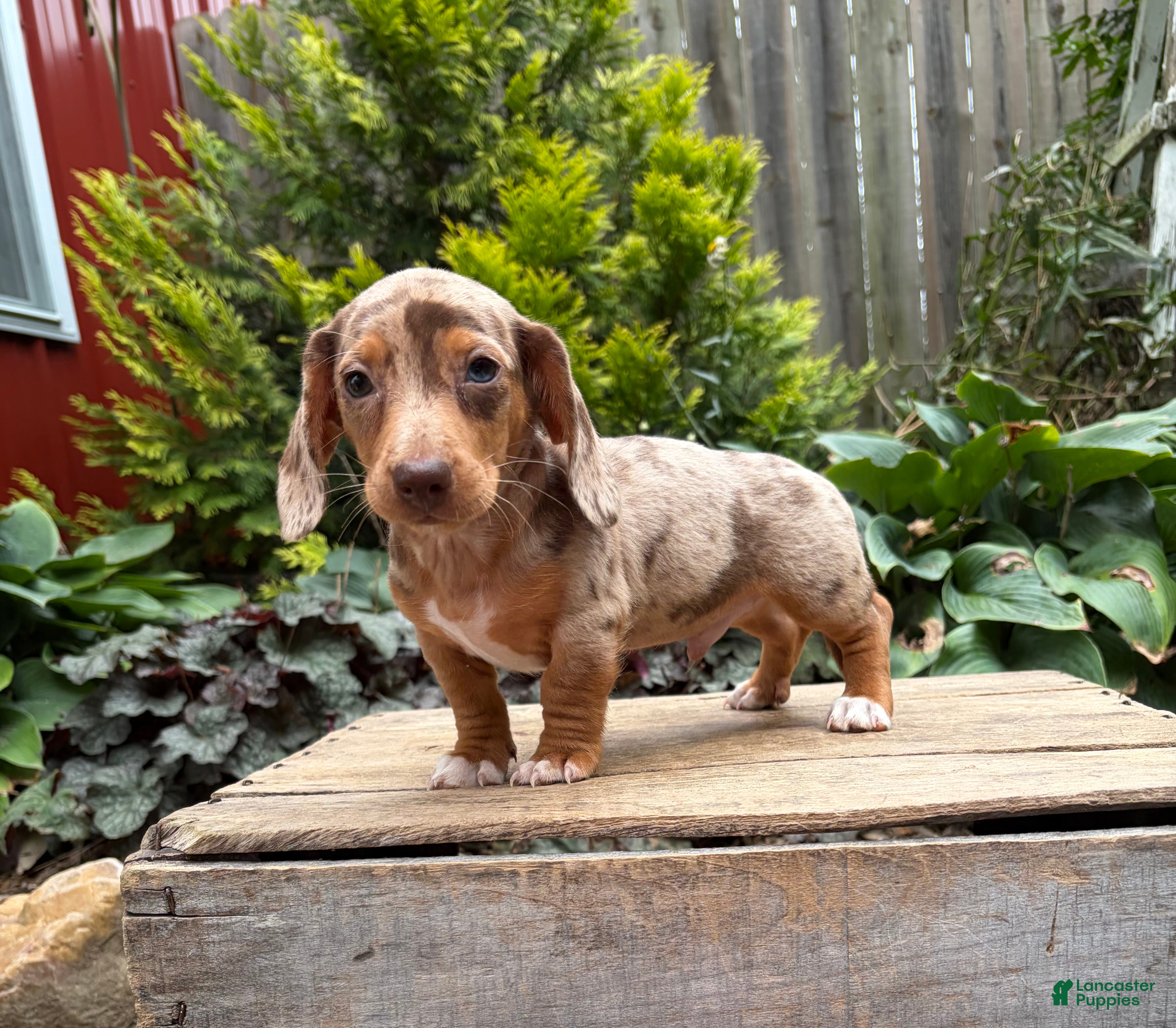 Dachshund dogs Finn - Ad 2