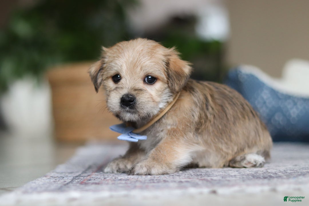 Morkie dogs for sale: Louie - Ad 2
