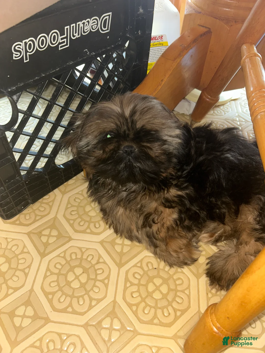 Shih Tzu dogs for sale: Shih Tzu Puppy 2 - Ad 1