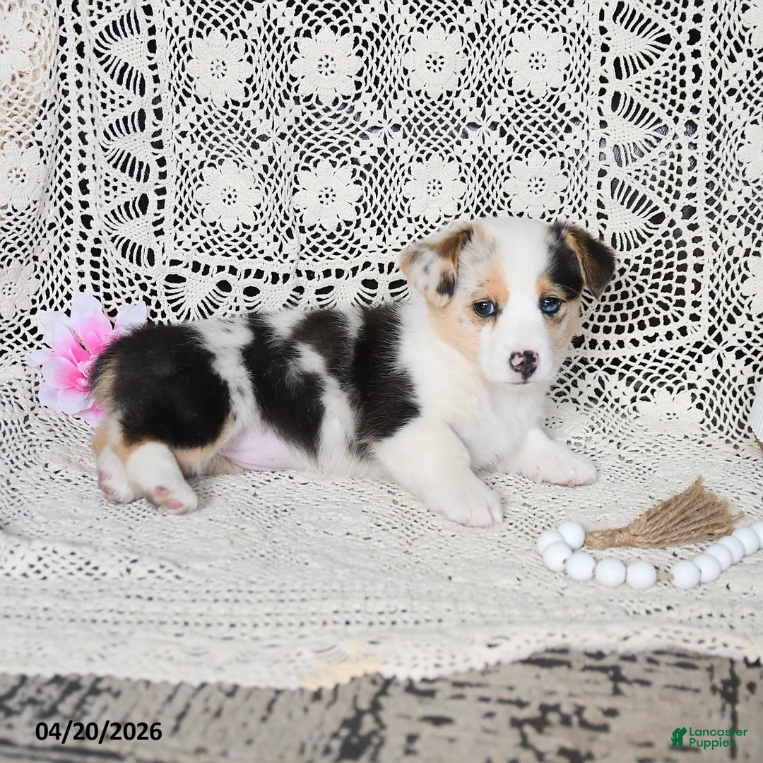 Welsh Corgi Pembroke dogs for sale: Carley - Ad 5