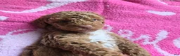 Goldendoodle dogs for sale: Piper - Ad 3
