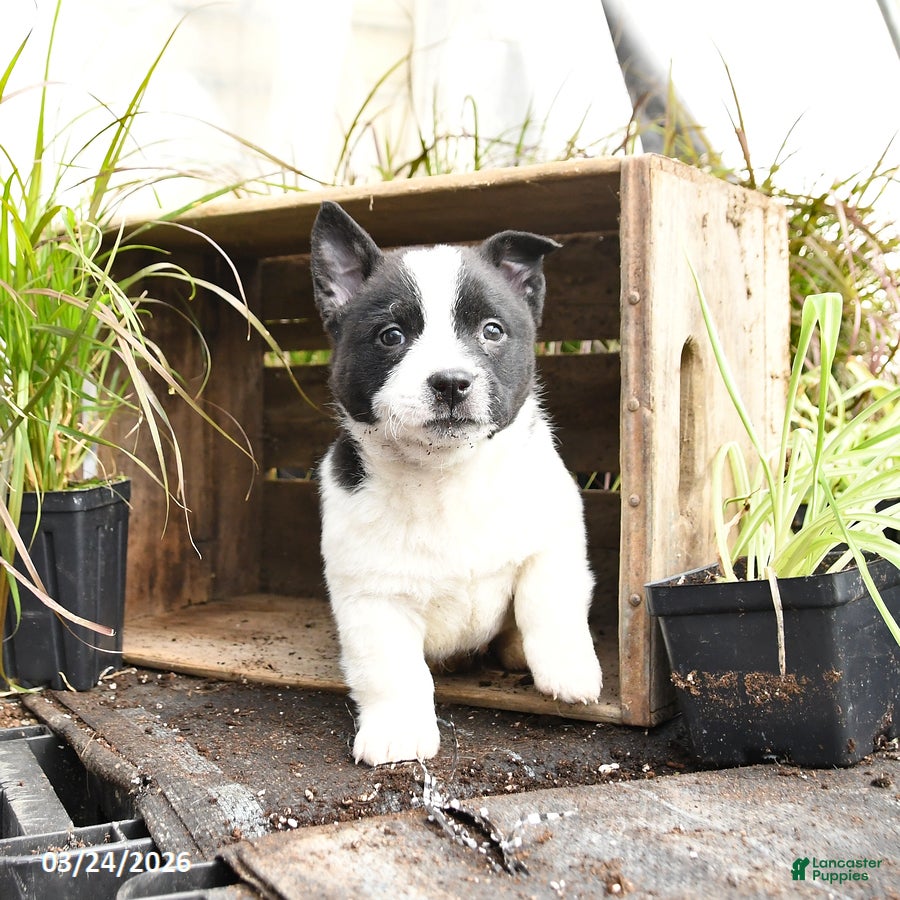 Mixed Breed dogs Ollie - Ad 2