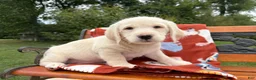 Labradoodle dogs for sale: Charlie (Boy) - Ad 7