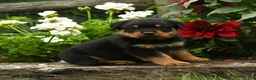 Rottweiler dogs for sale: Lydia - Ad 1