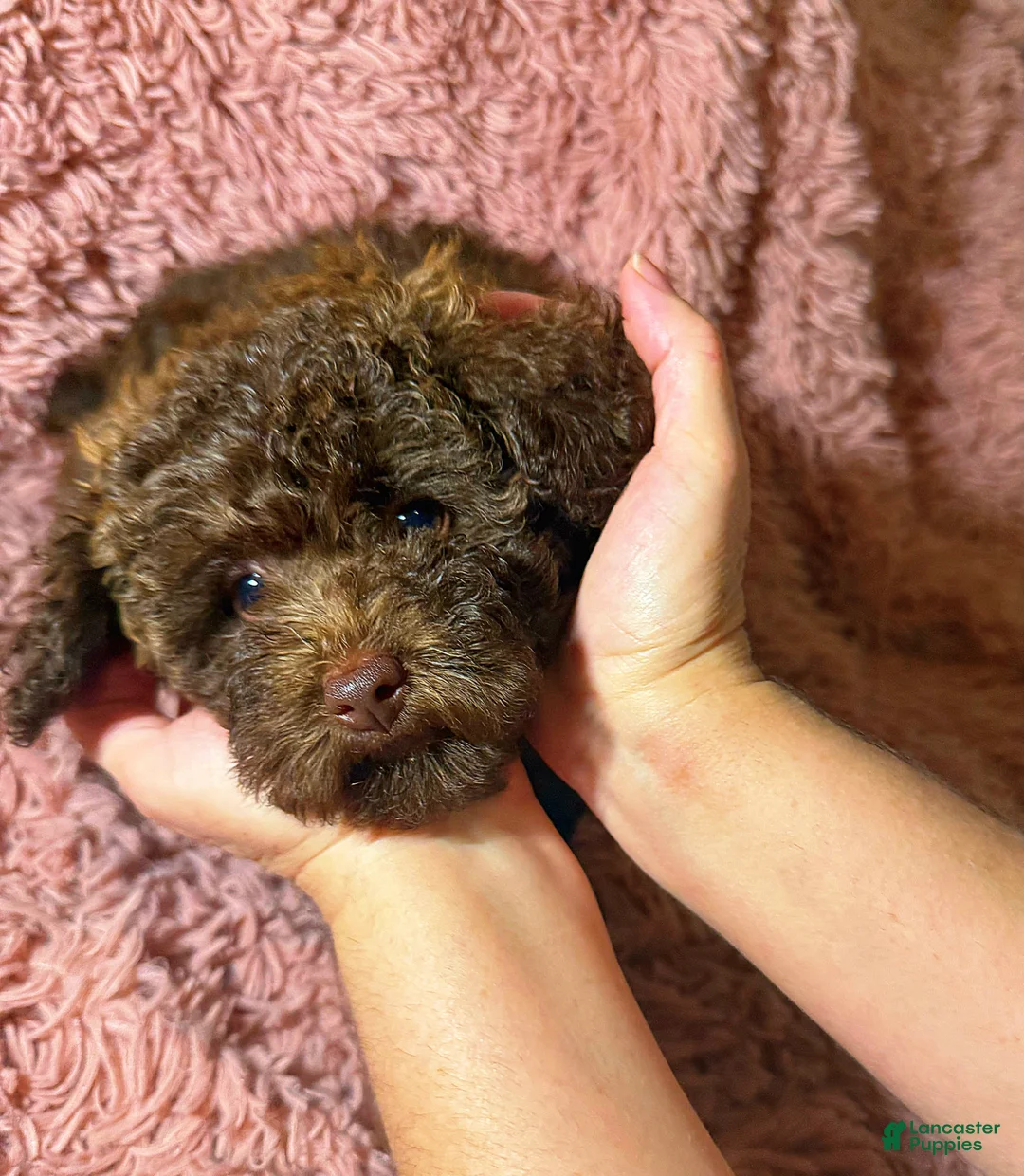 Toy Poodle dogs for sale: Toy Poodle Puppy 1 - Ad 5