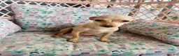 Chihuahua dogs for sale: Milo - Ad 4