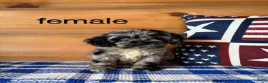 Mixed Breed 6