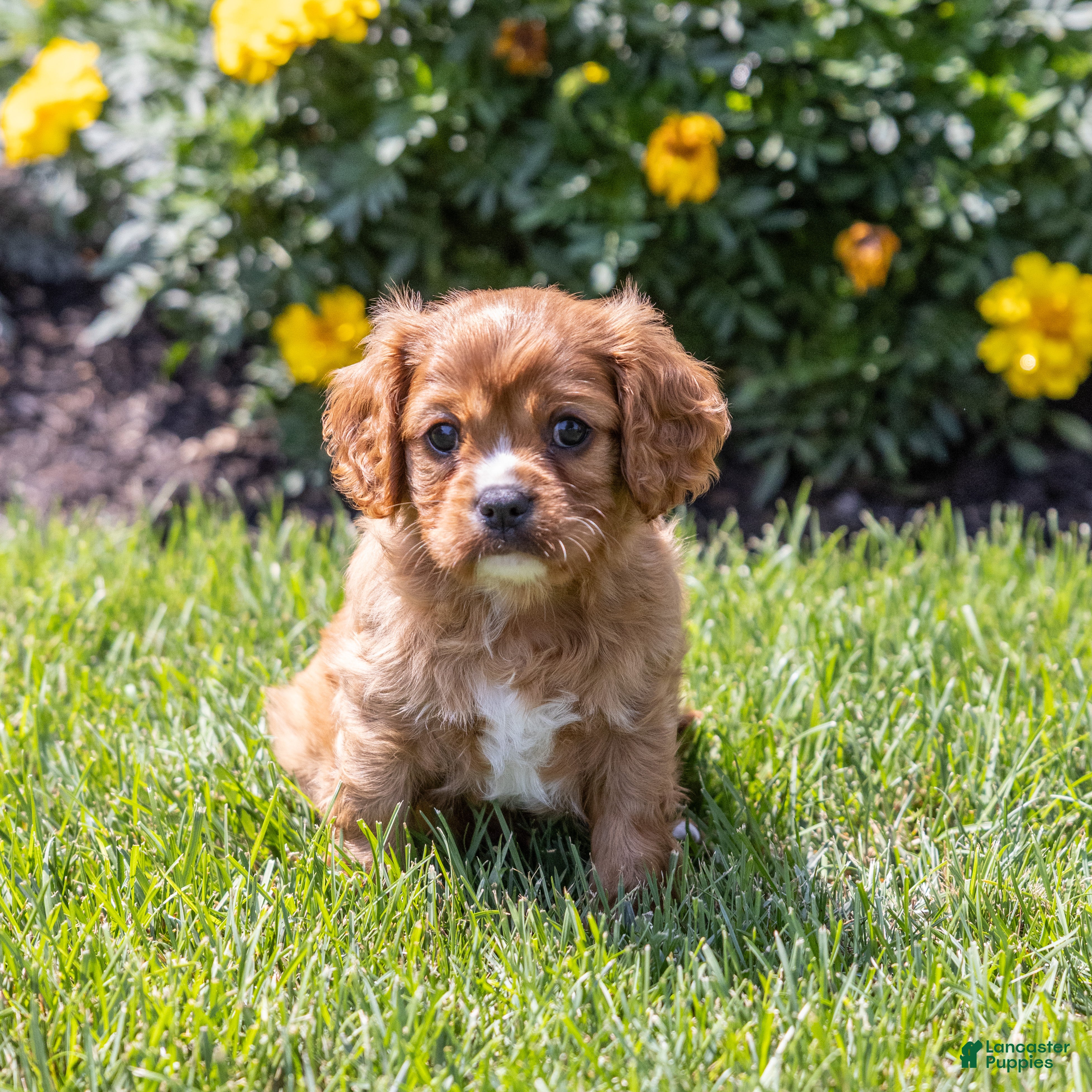 Cavalier King Charles Spaniel dogs Caramel  - Ad 1