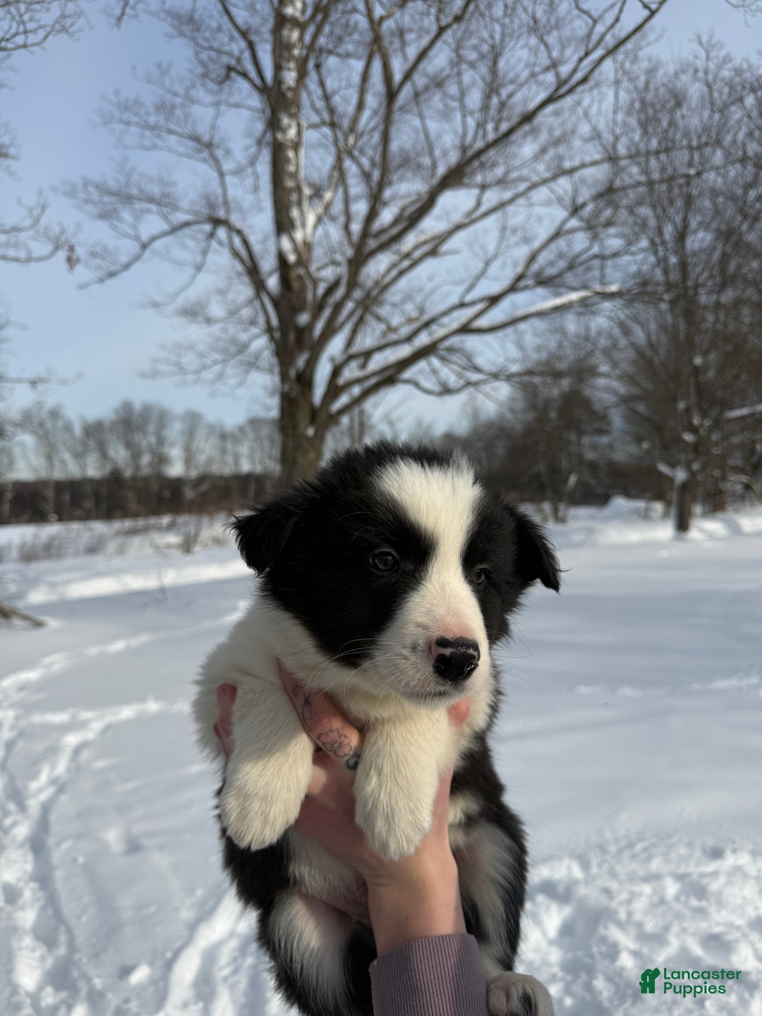 Border Collie dogs for sale: Male 4 - Ad 3