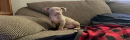 American Bully dogs for sale: American Bully 7 - Ad 4