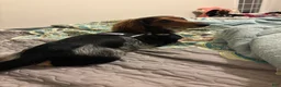 Miniature Dachshund dogs for sale: Snoopy - Ad 6