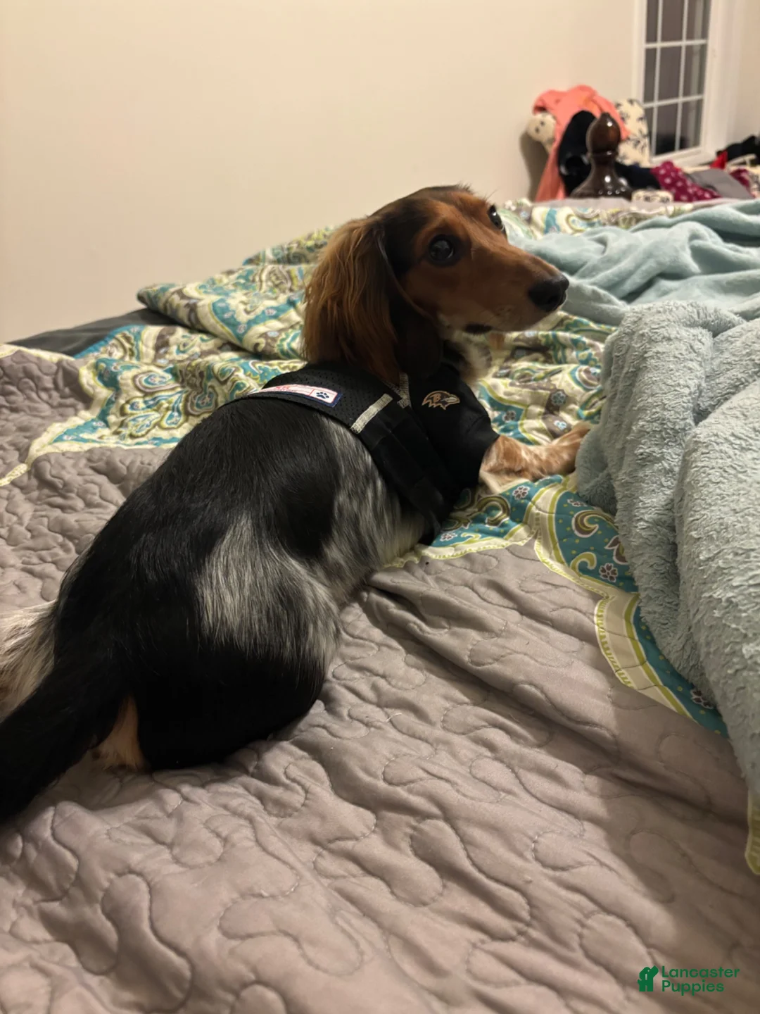 Miniature Dachshund dogs for sale: Snoopy - Ad 6