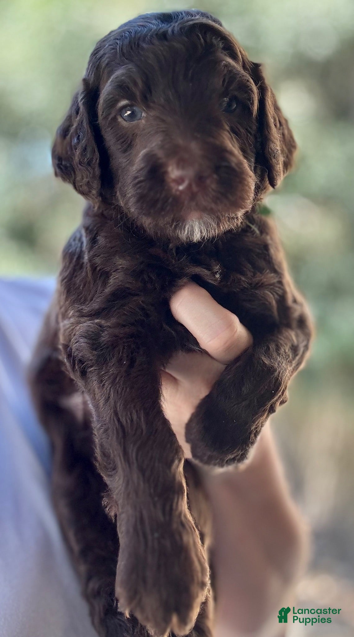 Mini Goldendoodle dogs Medium Goldendoodle  “ Coast “ - Ad 11