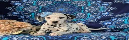 Dalmatian dogs for sale: Lainie - Ad 7