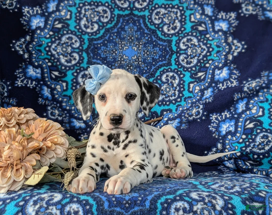 Dalmatian dogs for sale: Lainie - Ad 7