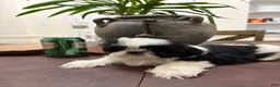 Shih Tzu dogs for sale: Jenni - Ad 2