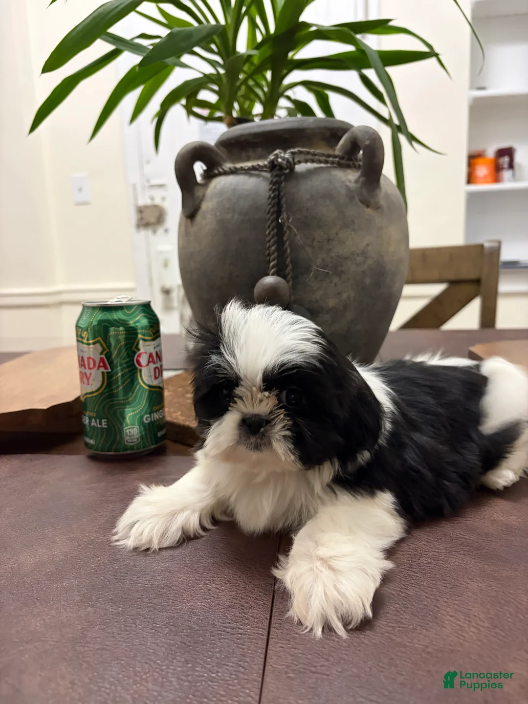 Shih Tzu dogs for sale: Jenni - Ad 2