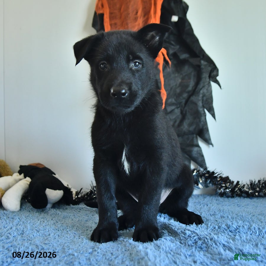 Belgian Malinois dogs Minerva - Ad 1