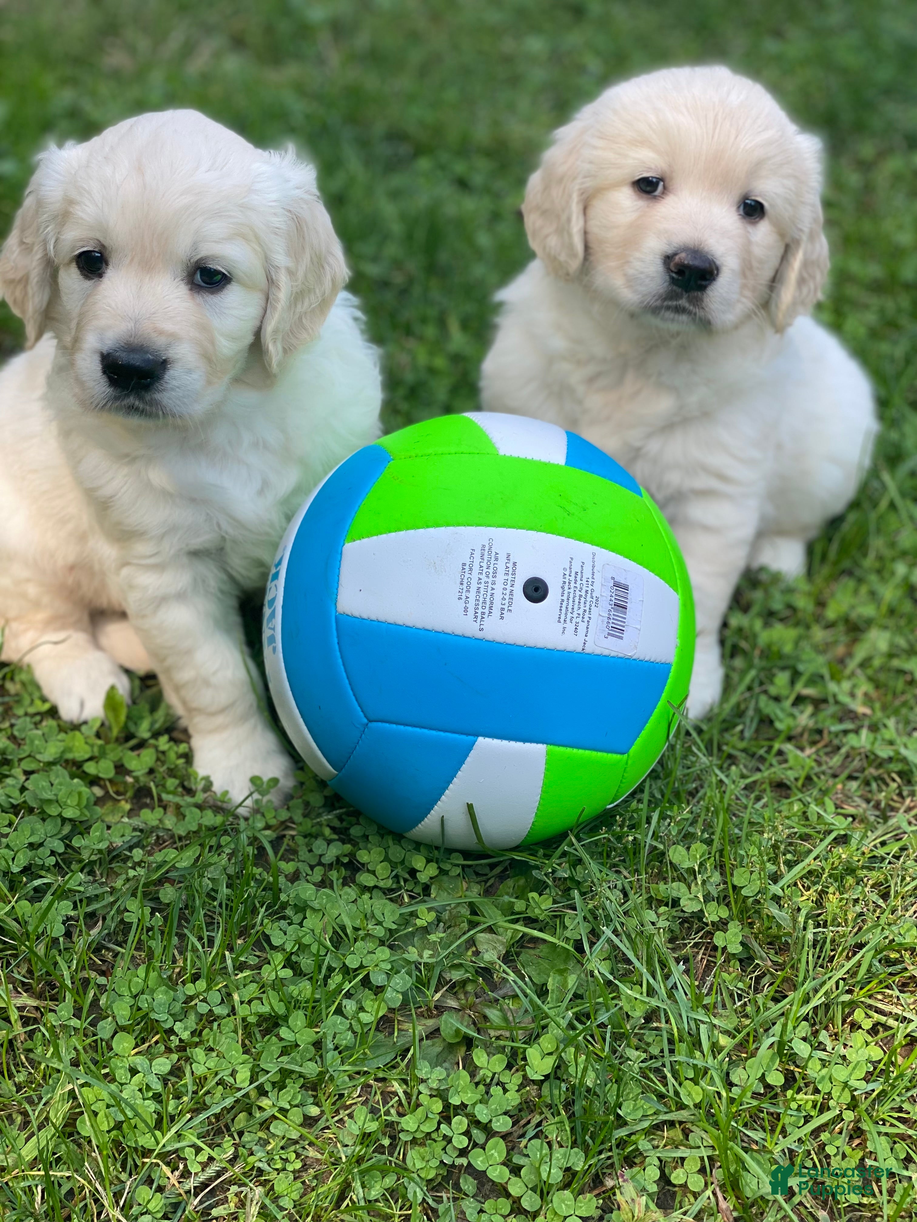 Golden Retriever dogs Golden Retriever Puppy 2 - Ad 26