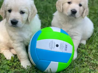 Golden Retriever dogs Golden Retriever Puppy 2 - Ad 26