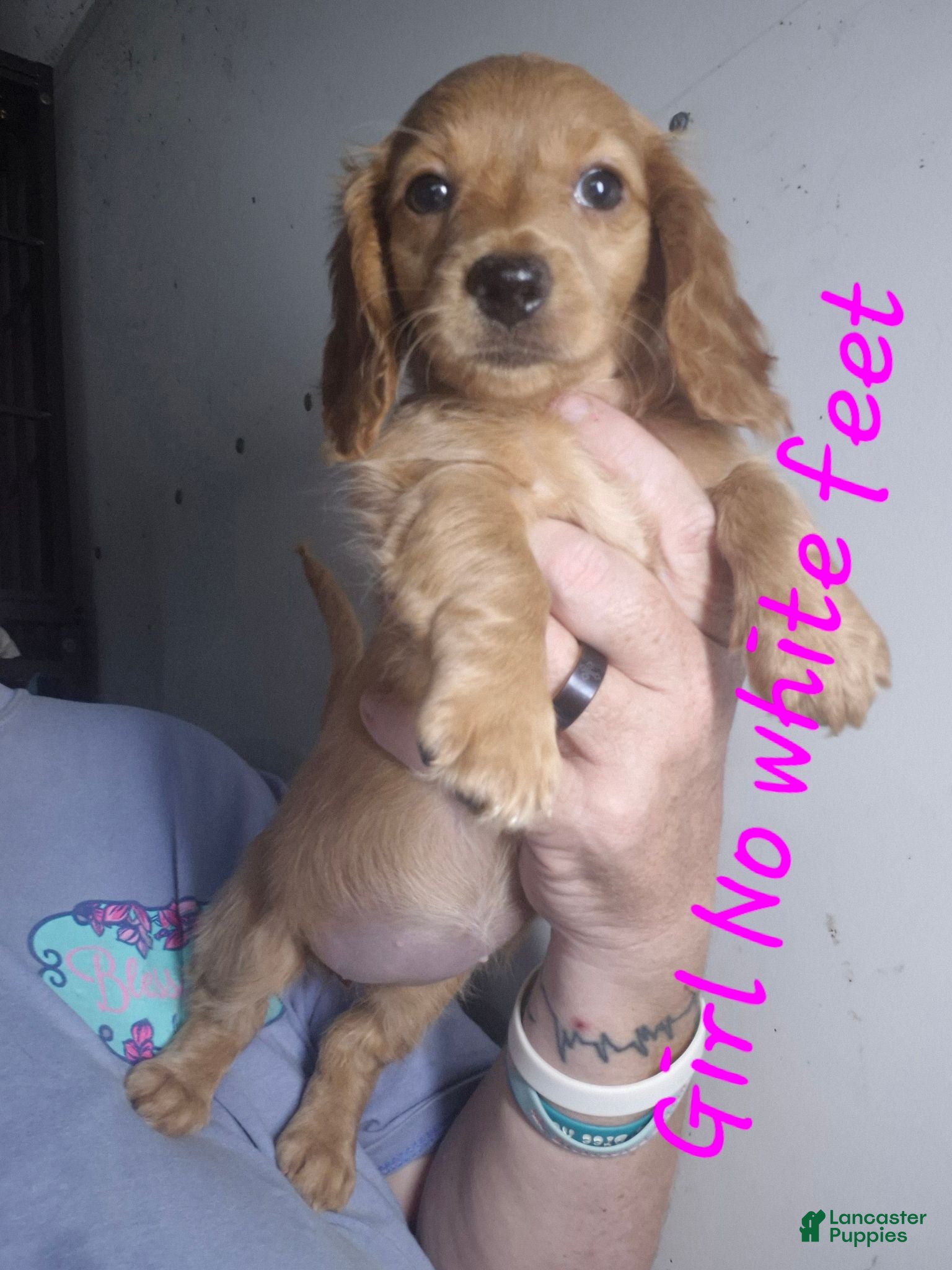 Miniature Dachshund dogs Miniature Dachshund 5 - Ad 1